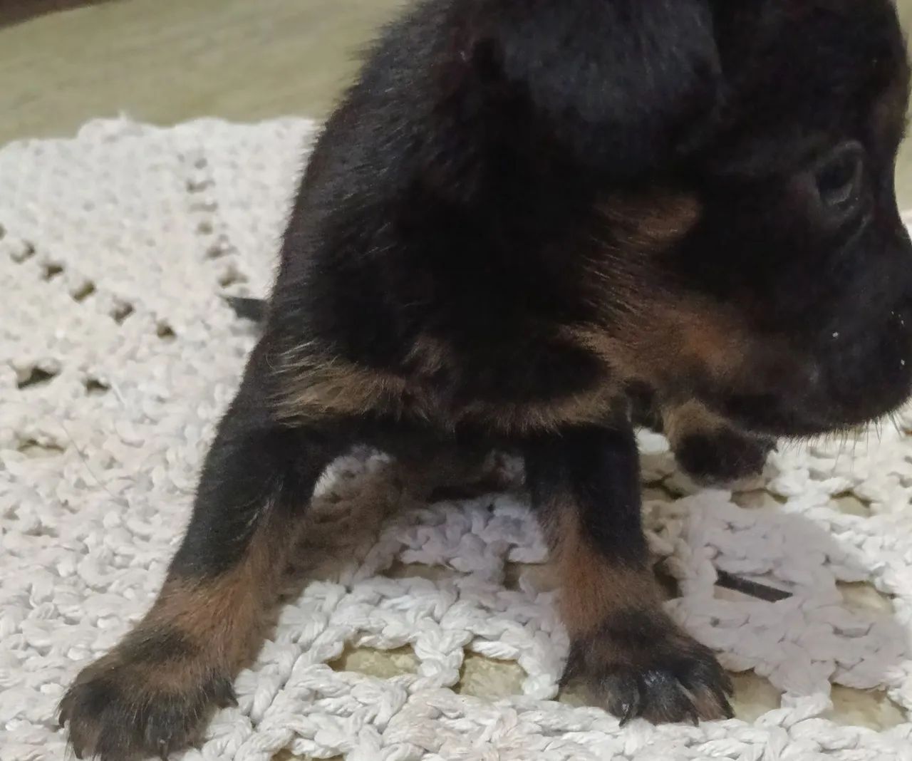 Animais  - Foto 2