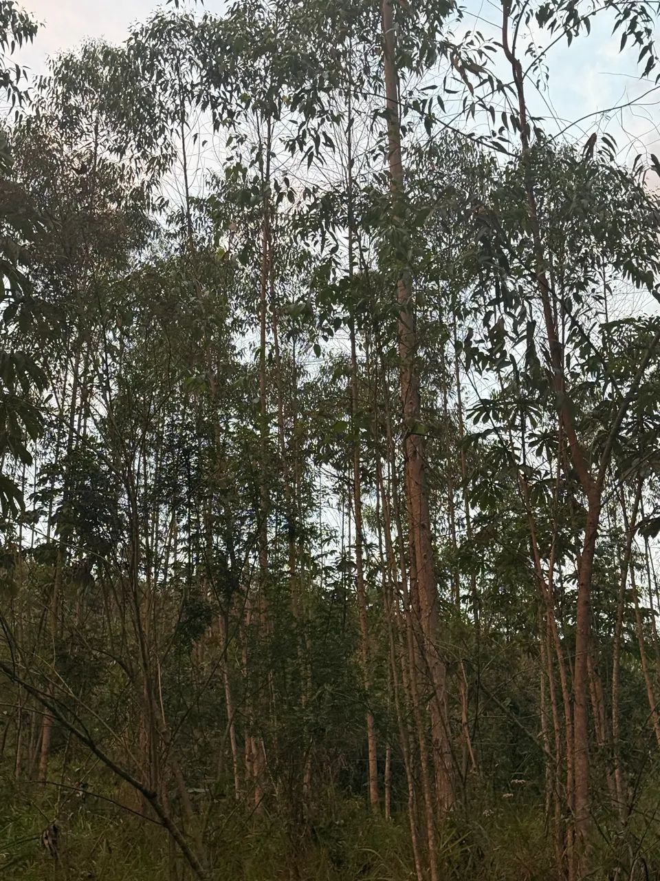 Vende se eucalipto - Foto 4