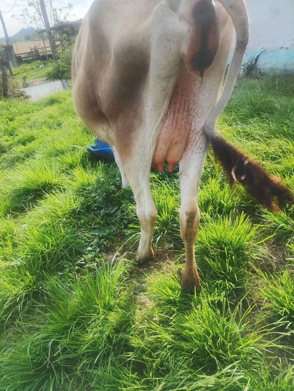 Vaca Jersey  - Foto 2