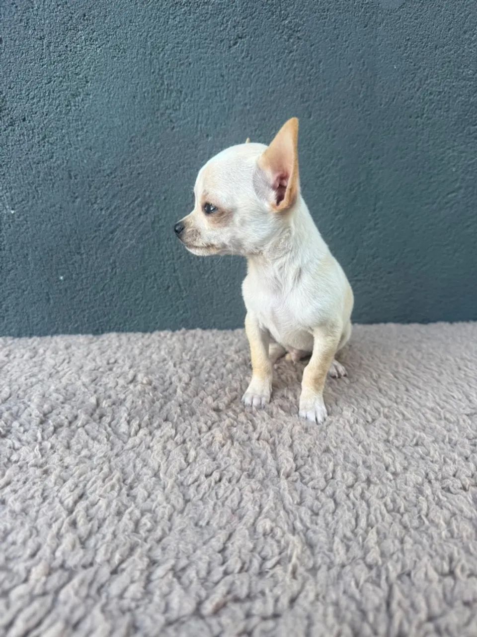 chihuahua 
