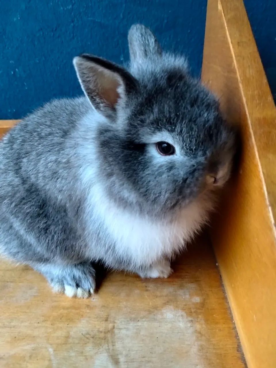 Coelho 