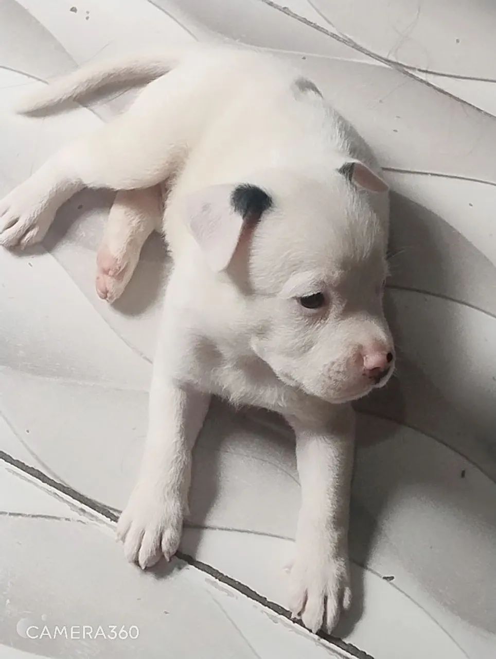 Pitbull - Foto 2