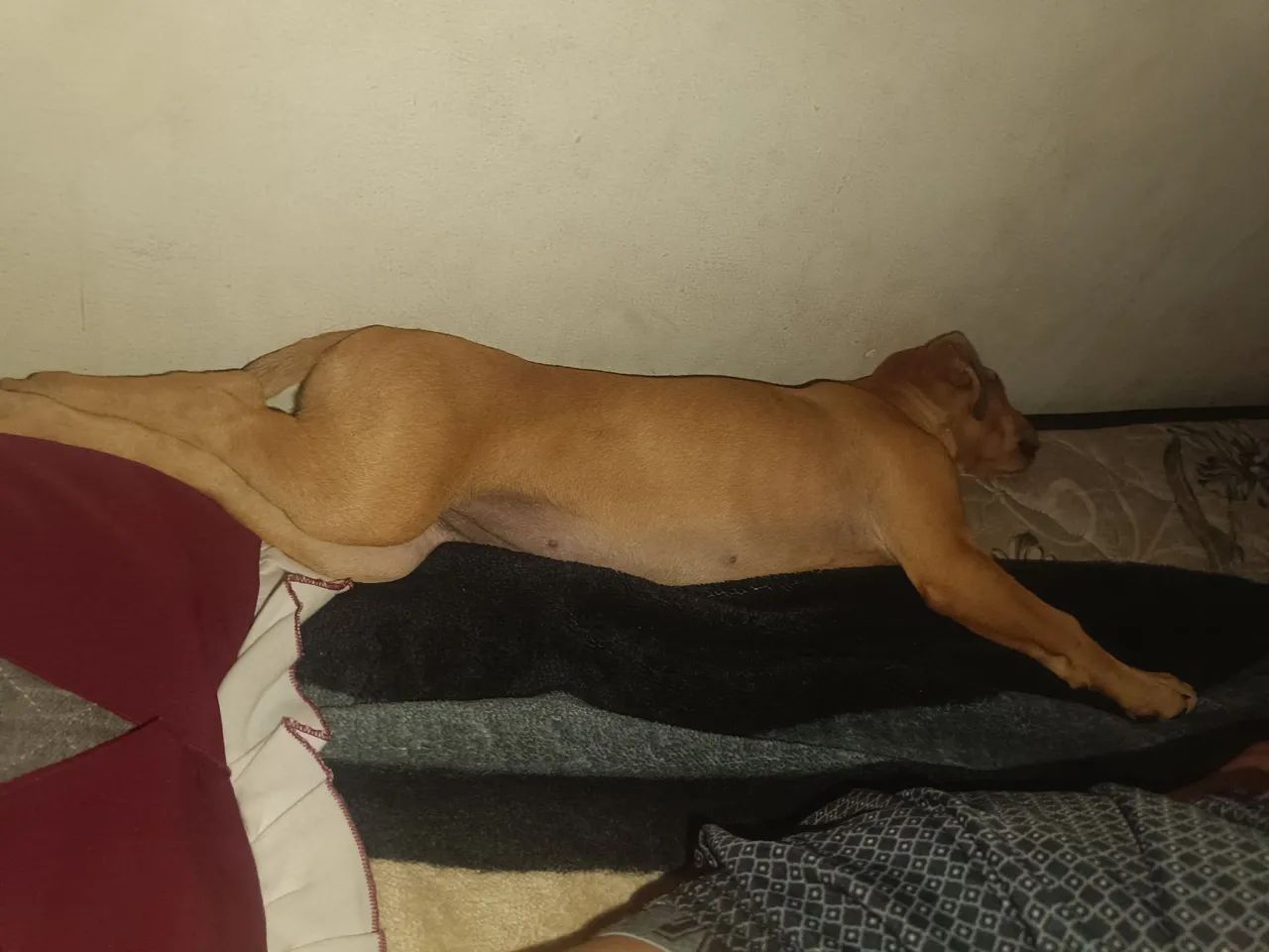 Doa-se cachorra filhote