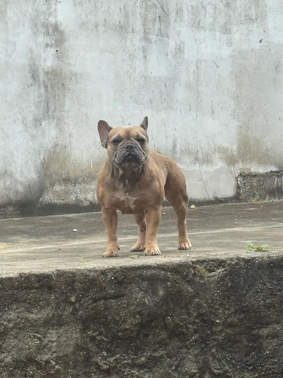 Vendo buldogue  - Foto 3