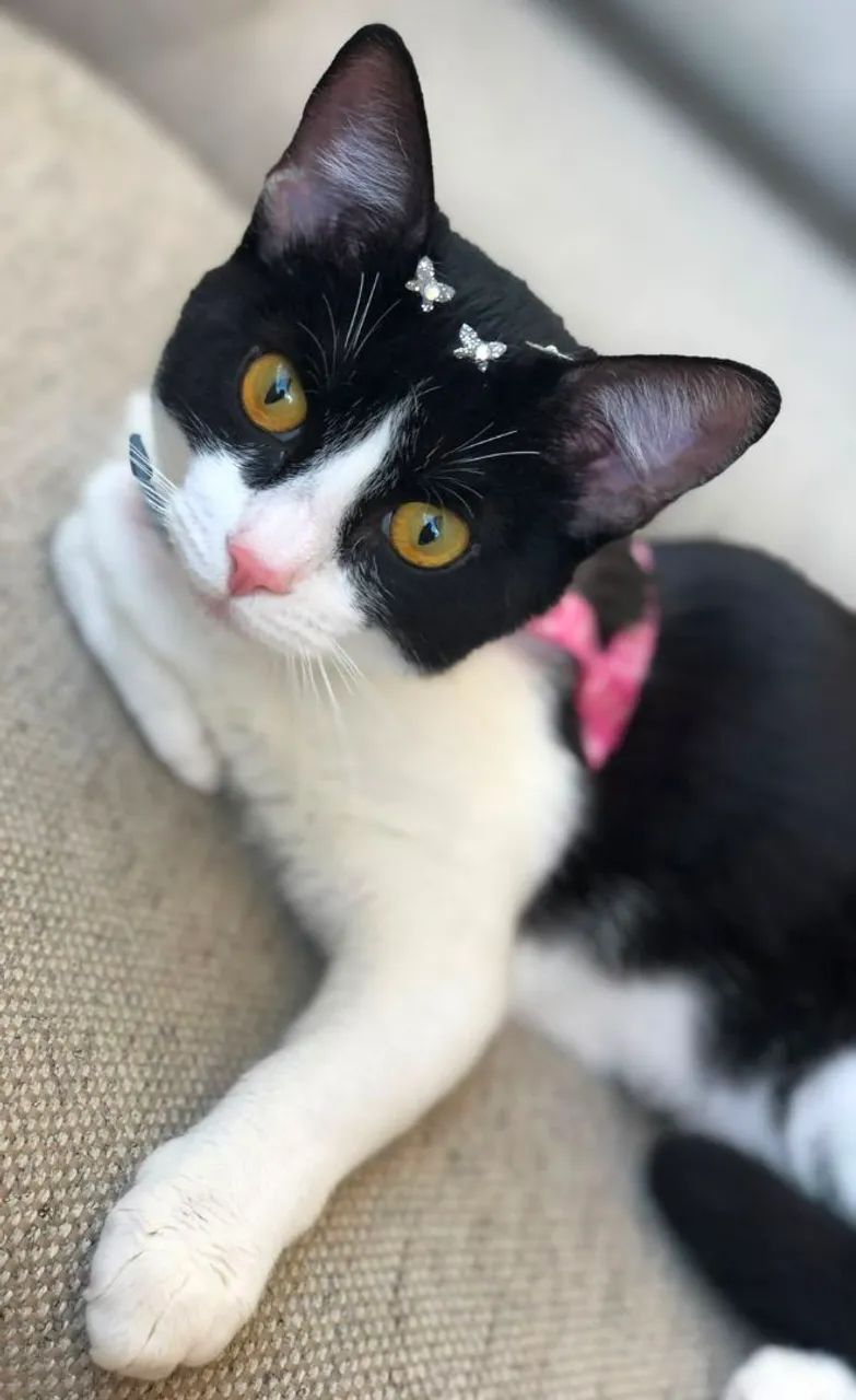 Gata Doação 