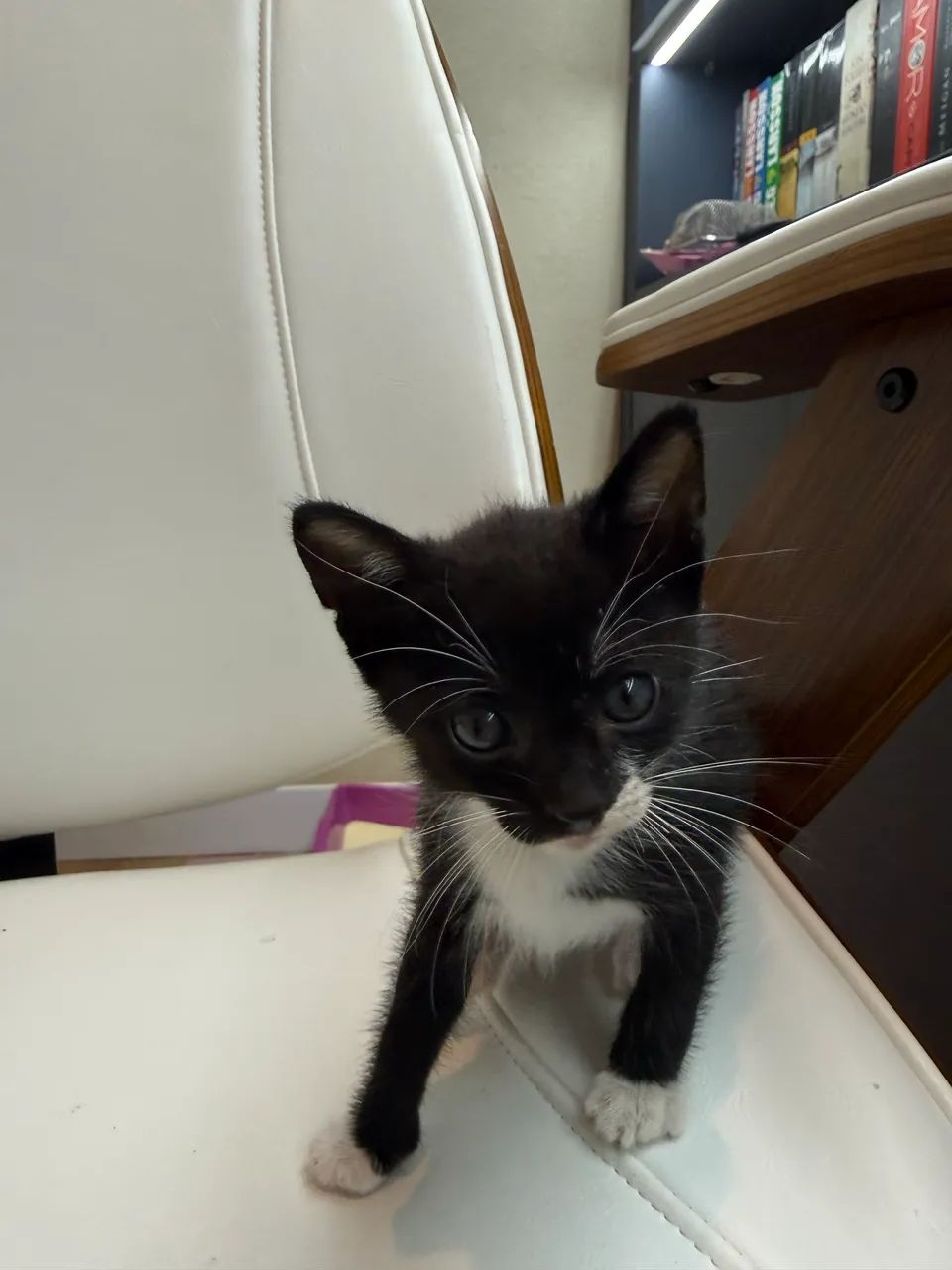 Gatinha pra adoção  - Foto 4