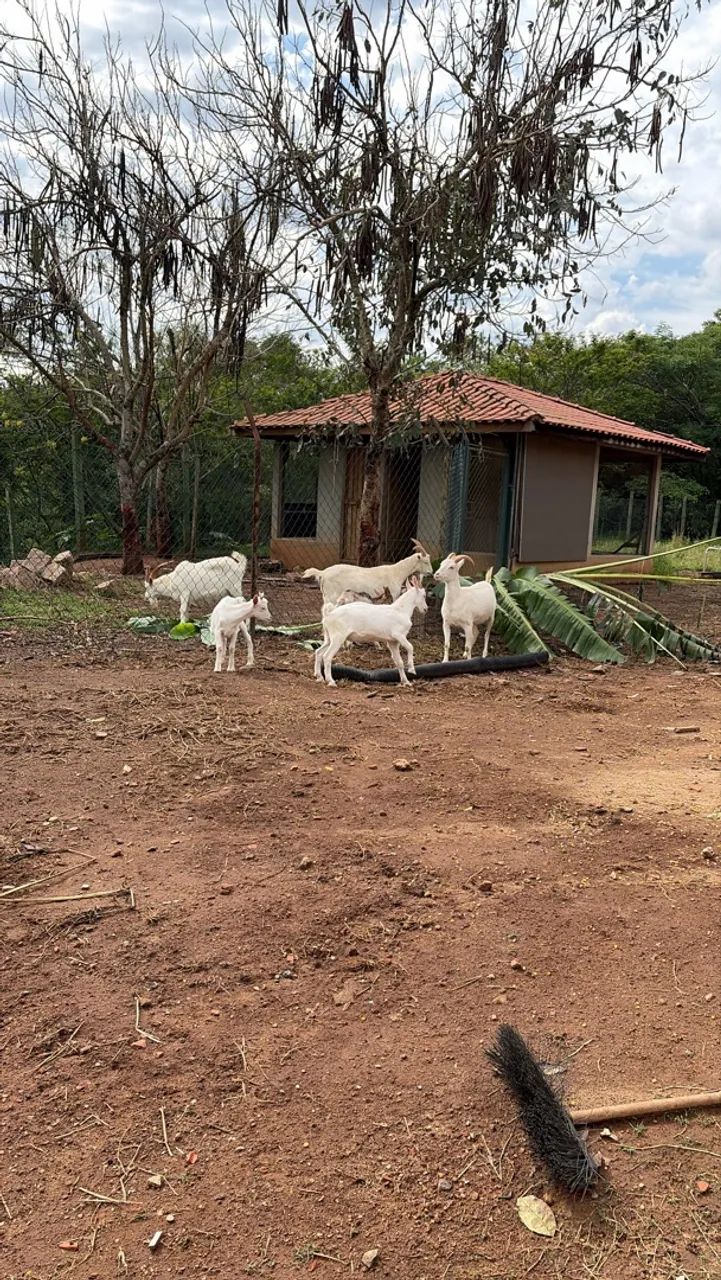 Cabrito - Foto 2