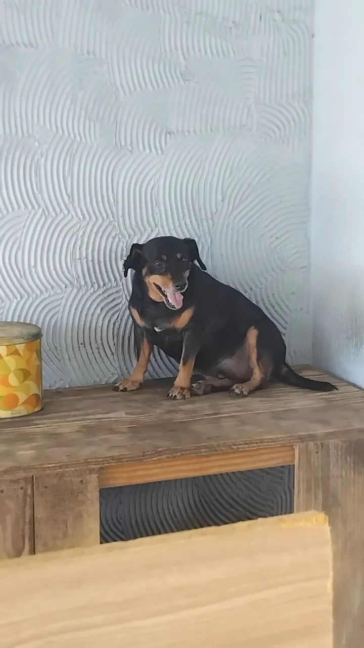 Estou doando dois cachorros  - Foto 6