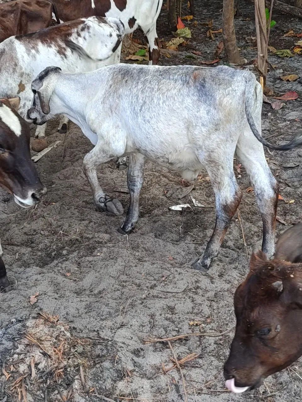 Vendo lote com bezerras e bezerros  - Foto 4