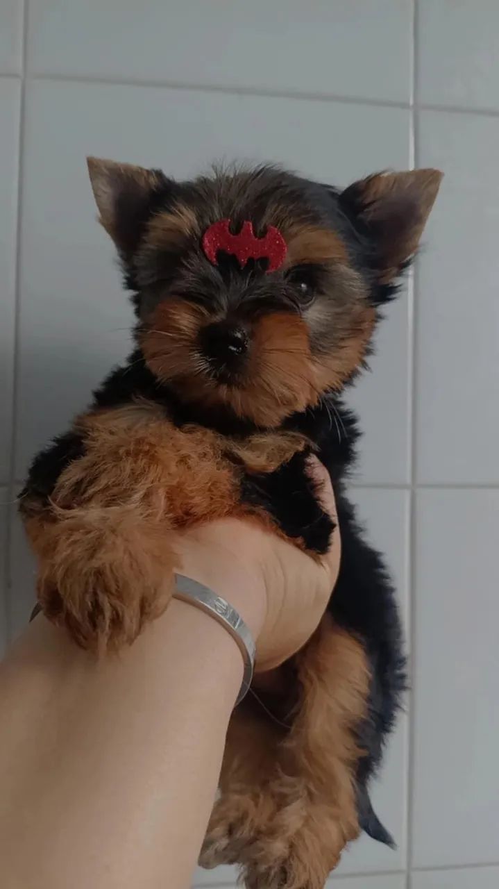 Cachorro 