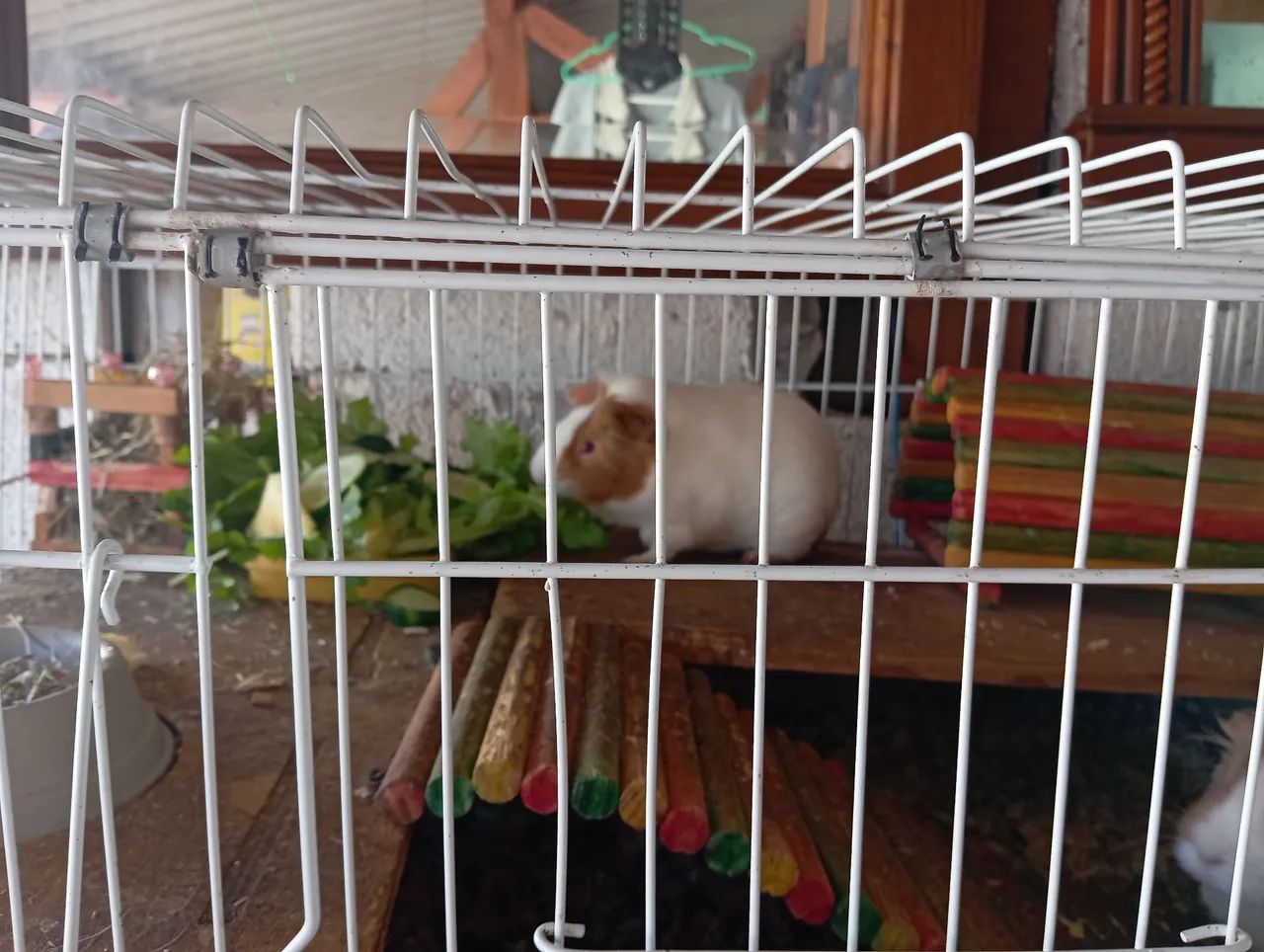 Vendo Porquinhas da índia com cercado e acessórios  - Foto 6