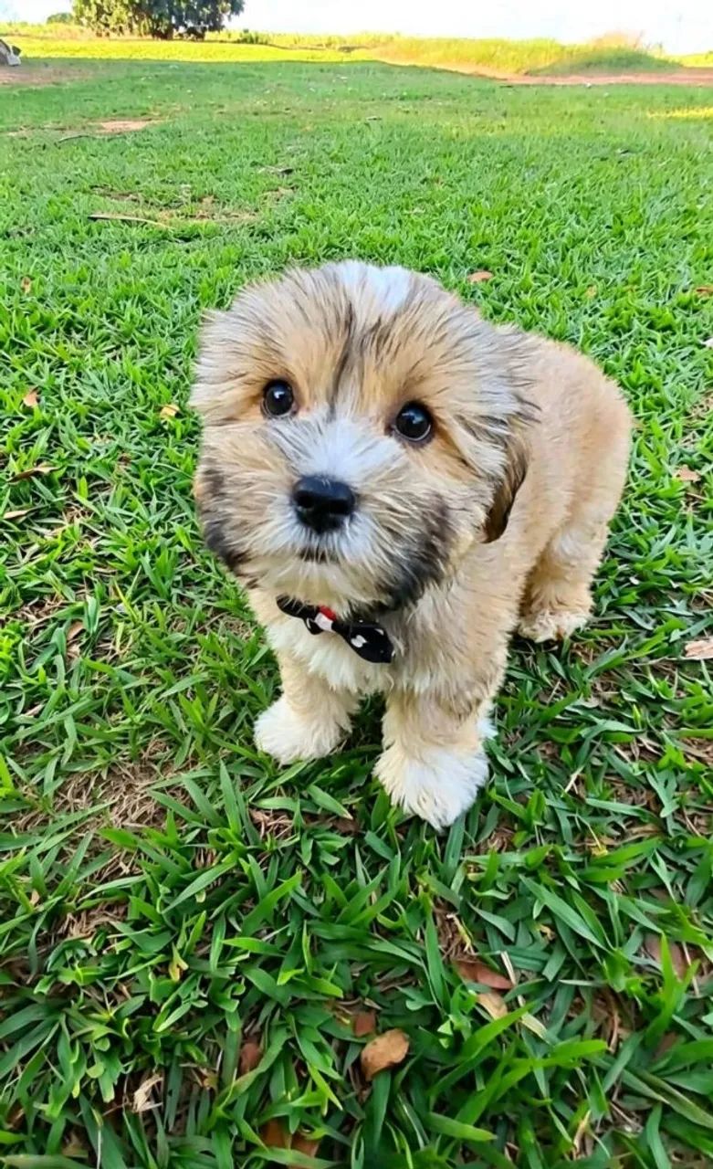 Lhasa Apso  - Foto 2