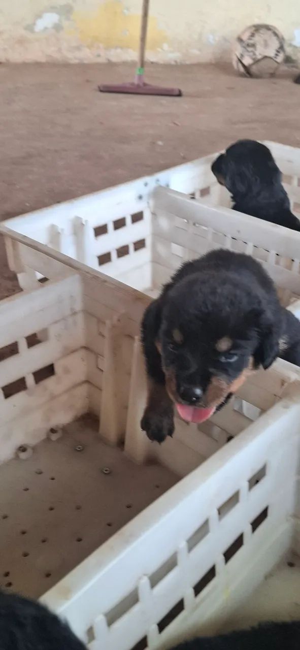 Filhotes de Hottweiler - Foto 2