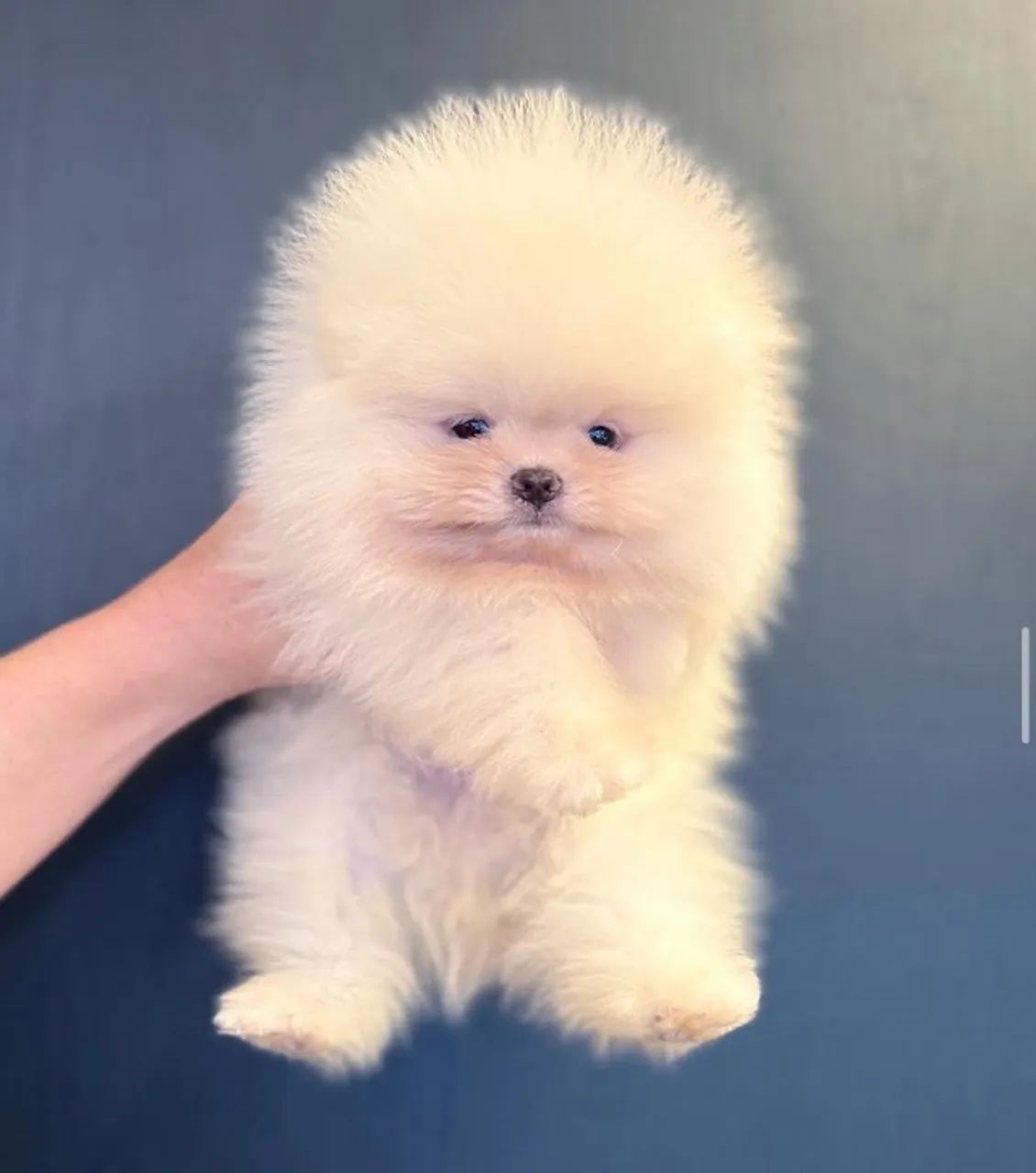 Spitz alemão anão -Adquira em até 12x no crédito 