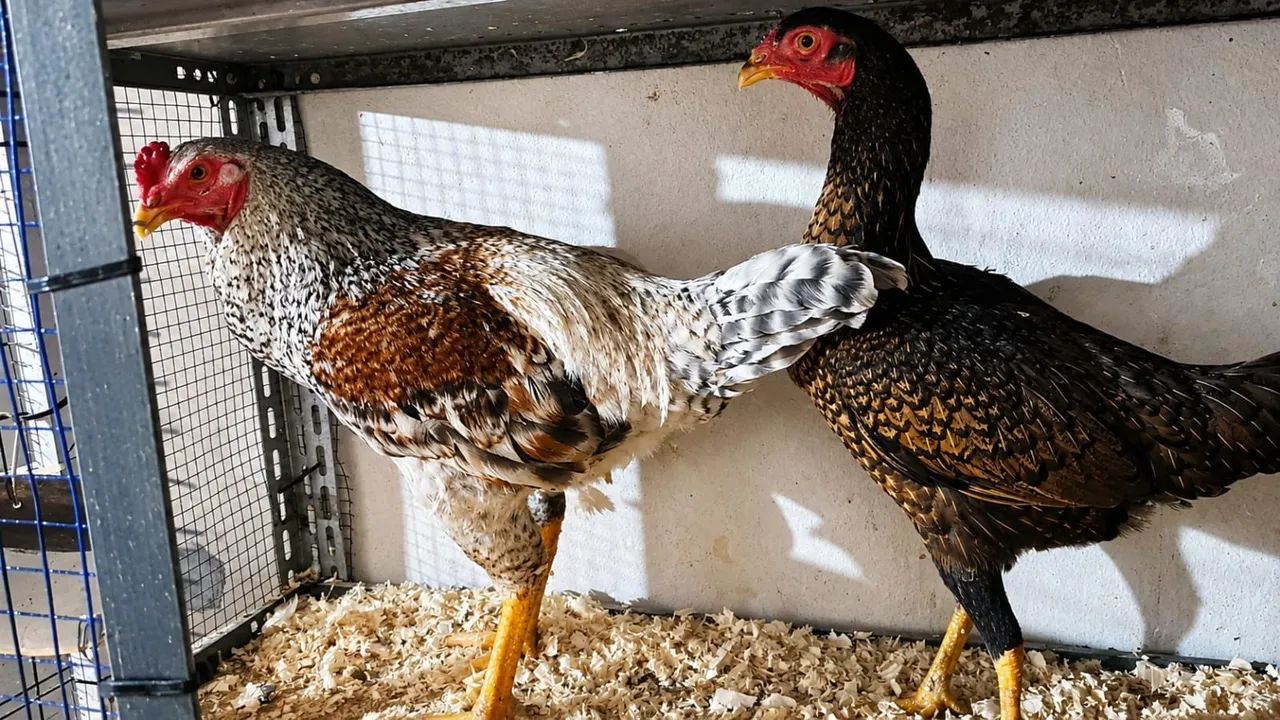 Vendo galo galinhas e codornas  - Foto 5