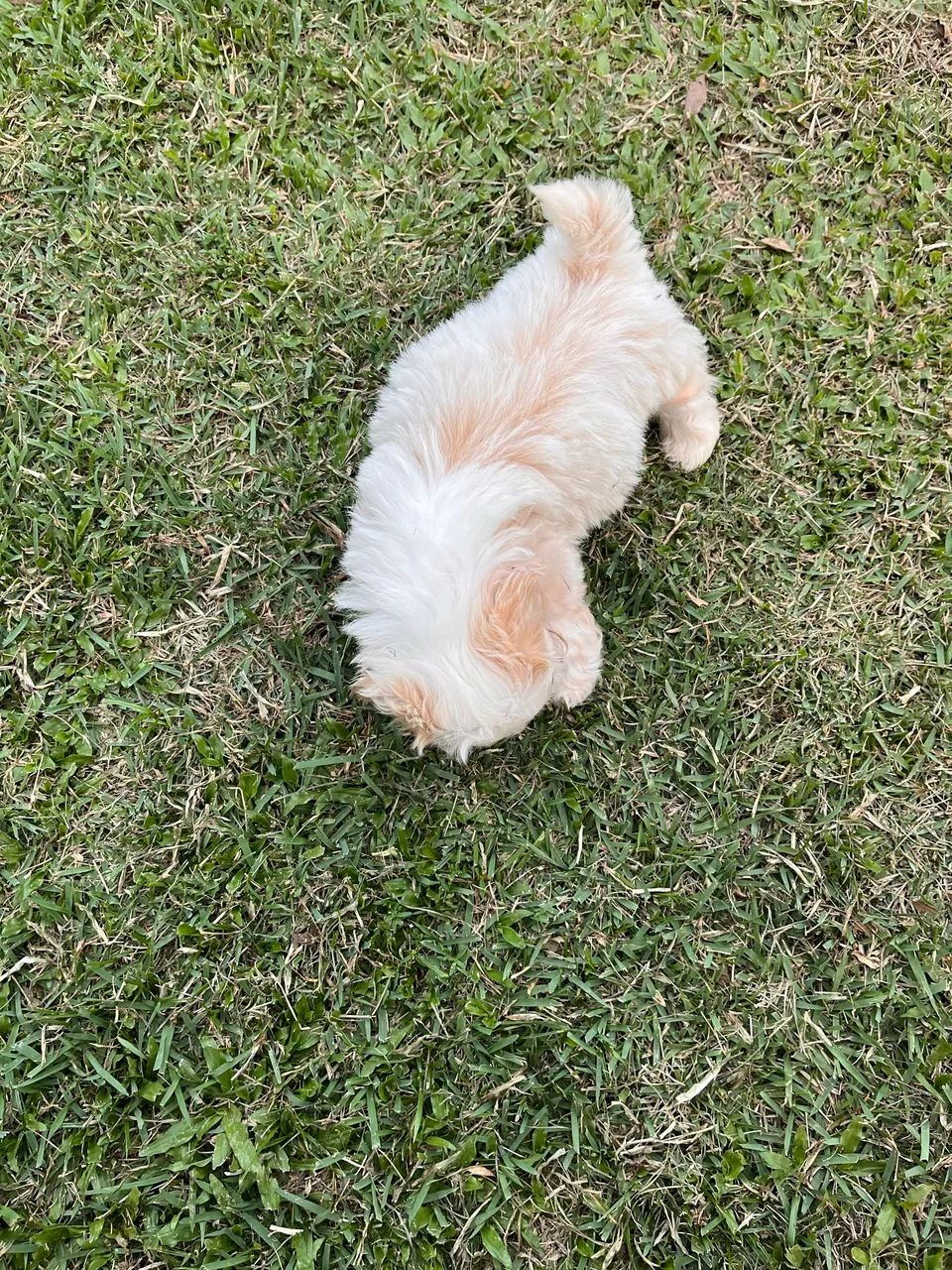 Shih tzu  - Foto 3