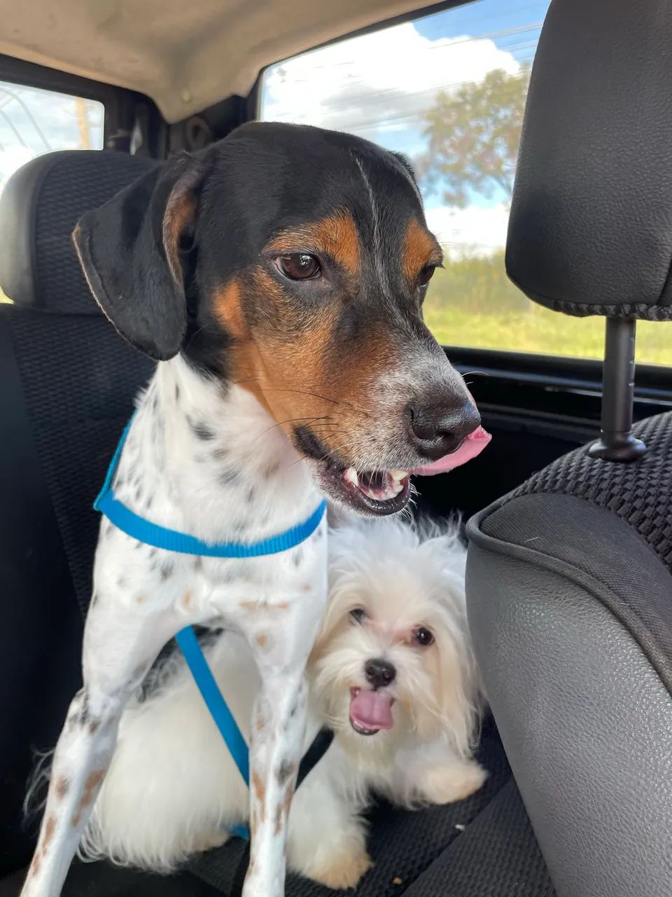 Doação de cachorros  - Foto 3