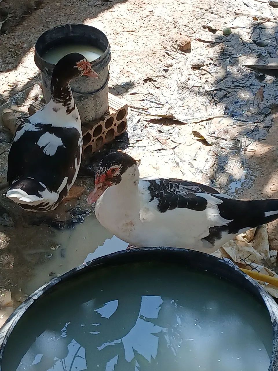 Pato - Foto 4