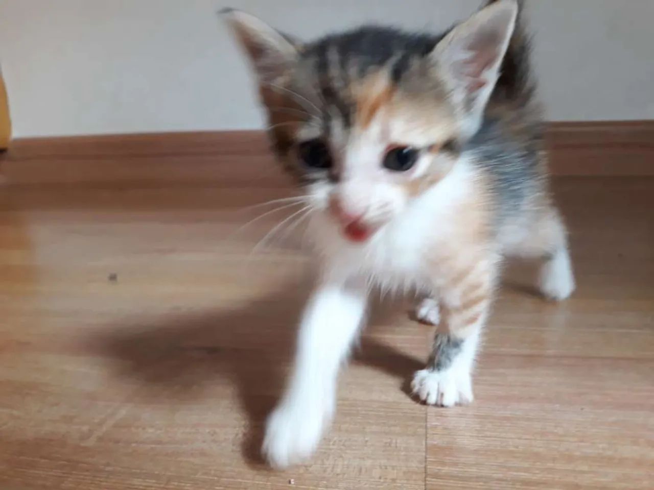 Gatinhos baratos disponível