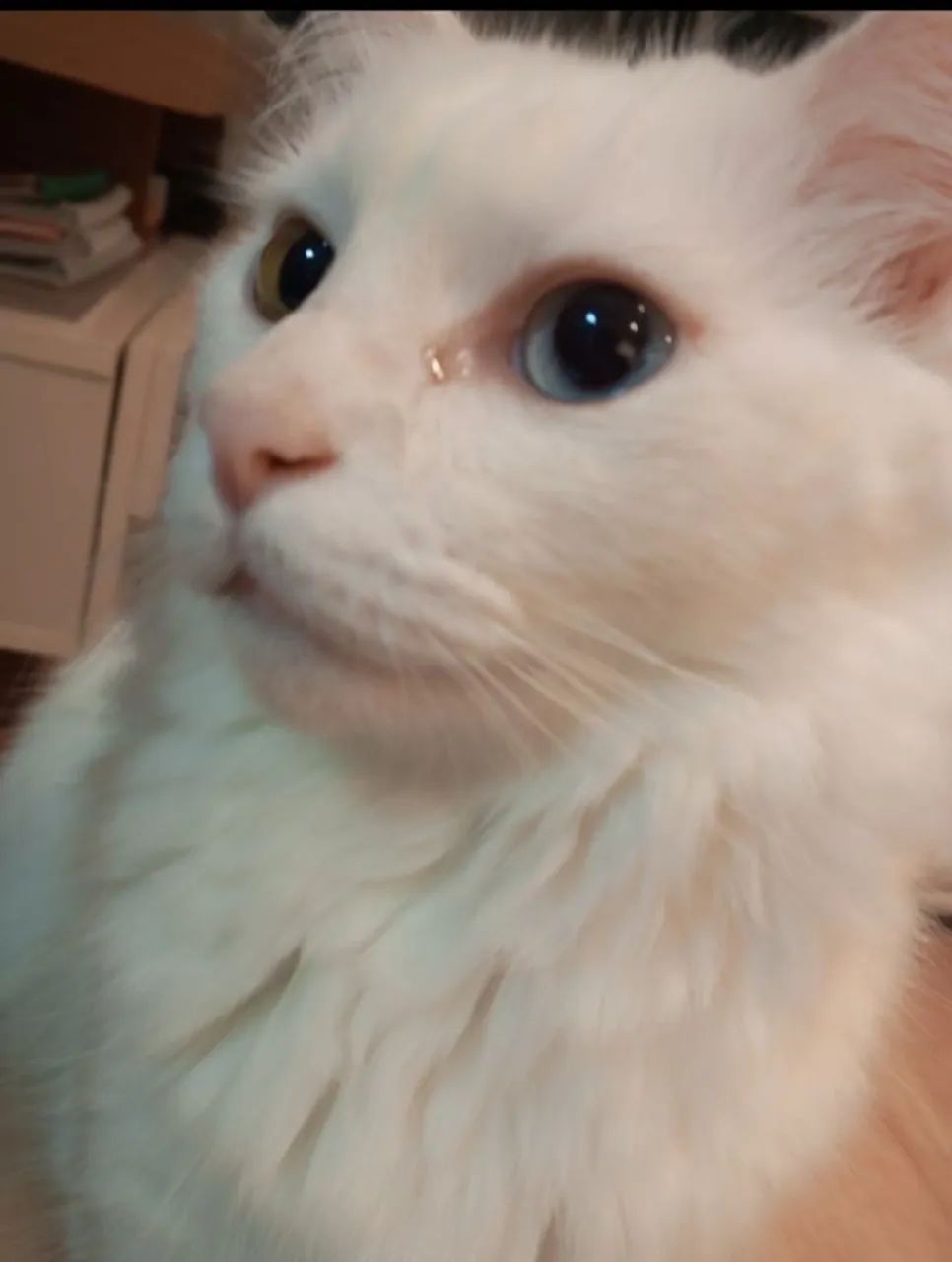 Gatinho para doação  - Foto 2