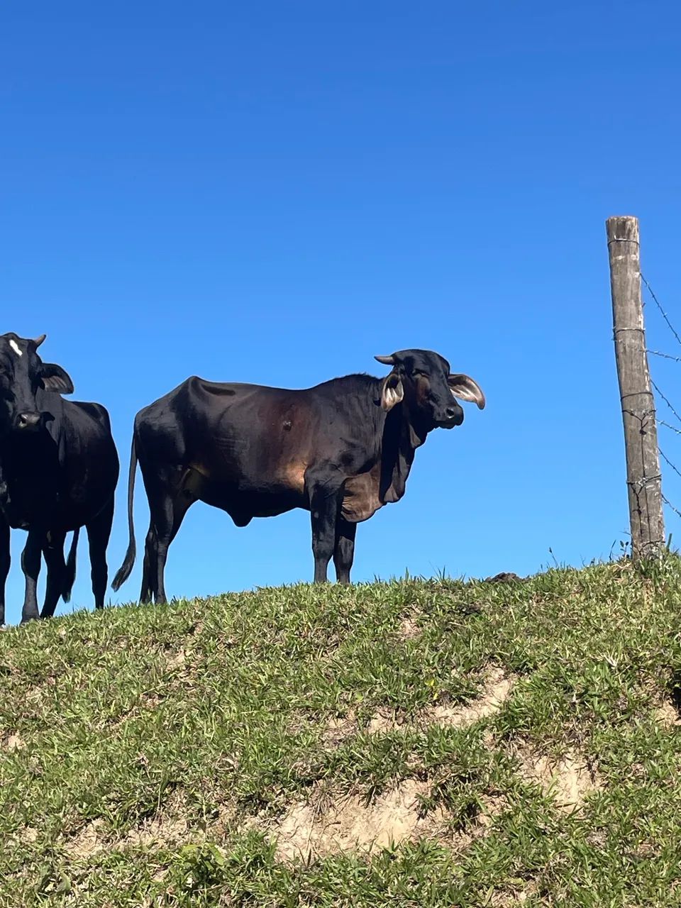 Novilha 