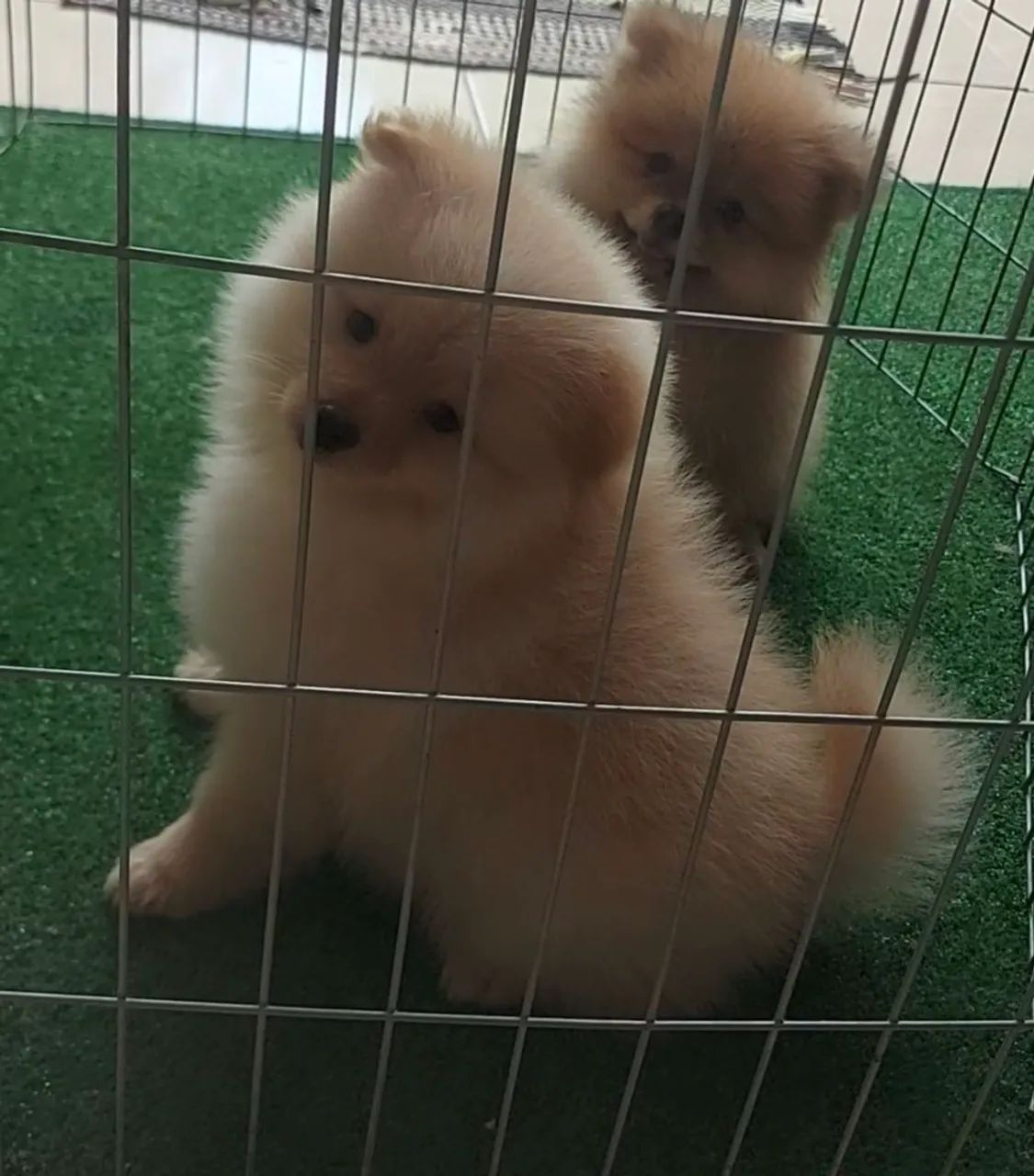 Cachorros e acessórios 