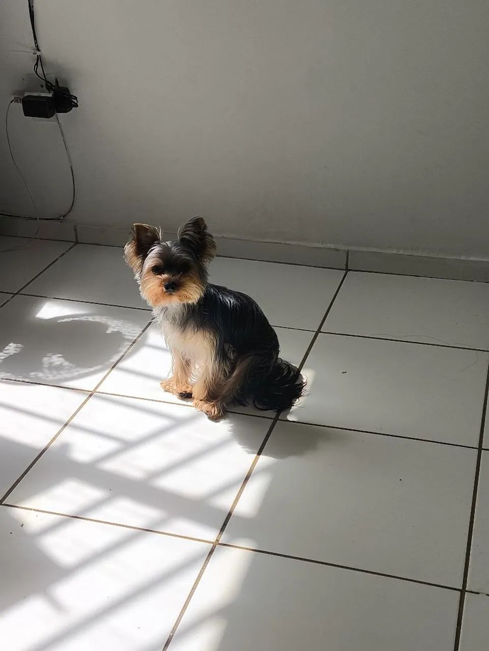 PROCURANDO NAMORADA PARA MIKE CRUZAR - YORKSHIRE TERRIER