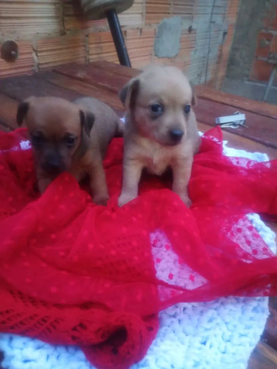 Pinscher 1  - Foto 3