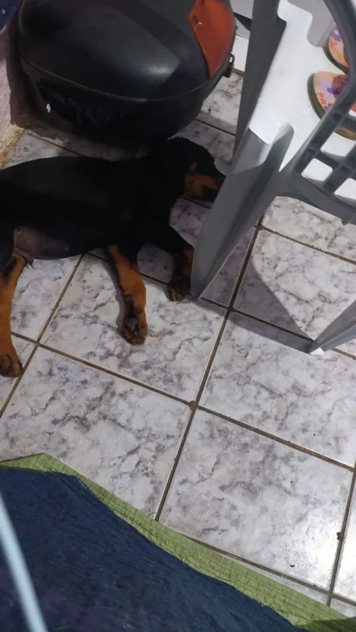 HOTTWAILLER VENDO UM CASAL - Foto 2