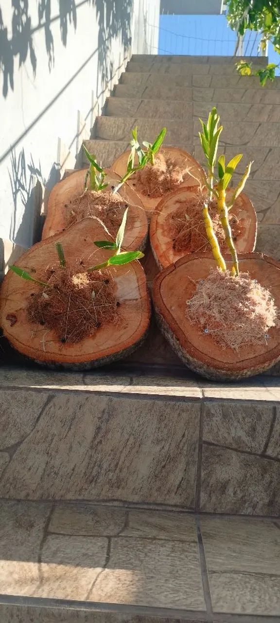 Orquídeas plantada na bolacha  - Foto 4