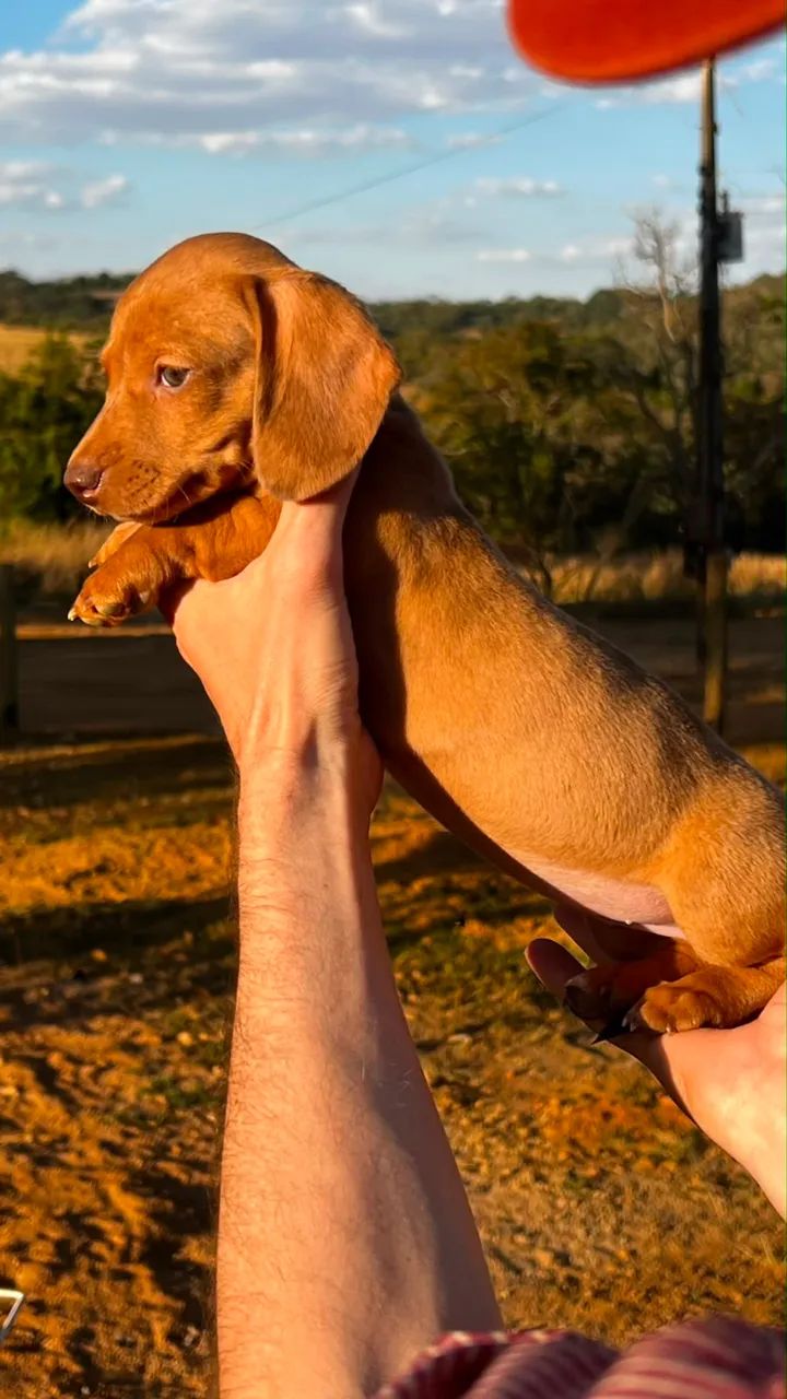 Cachorro(a) Dachshund - Foto 3