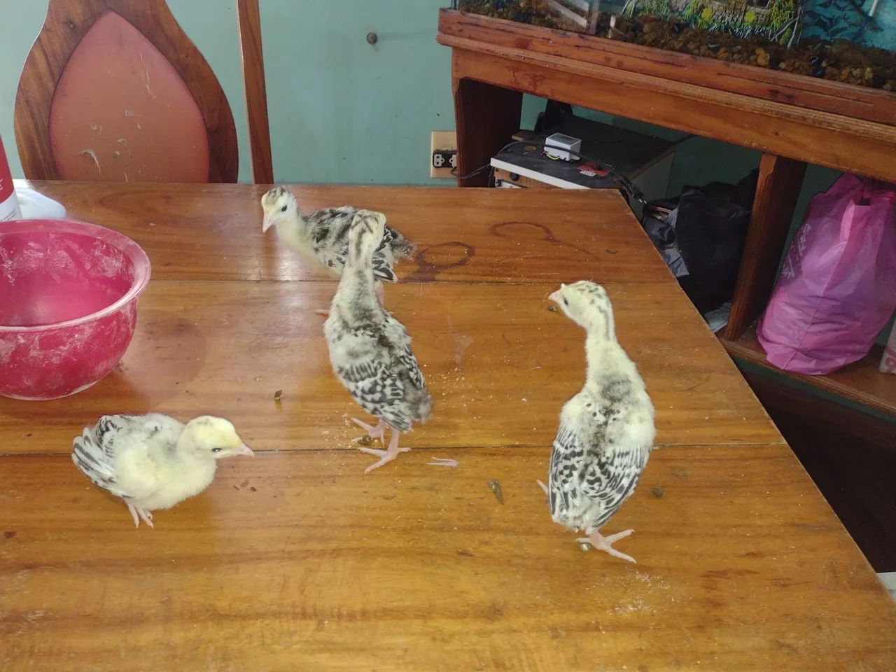 VENDO FILHOTES DE PERÚ  - Foto 4