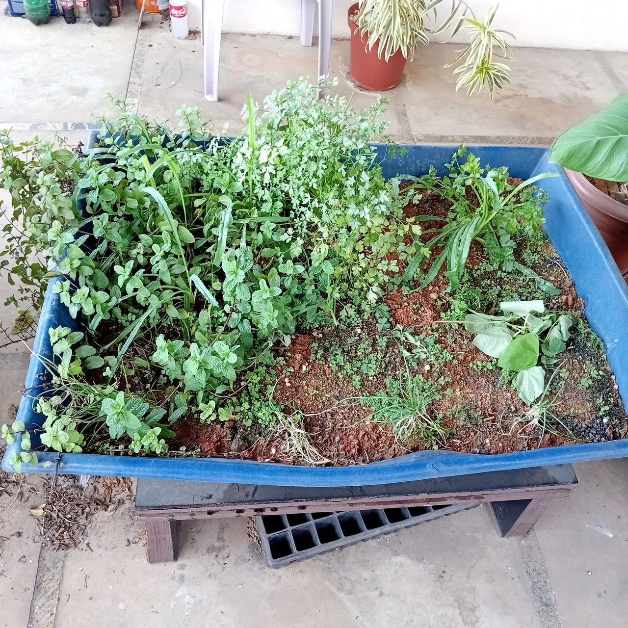 Mini horta - Foto 5