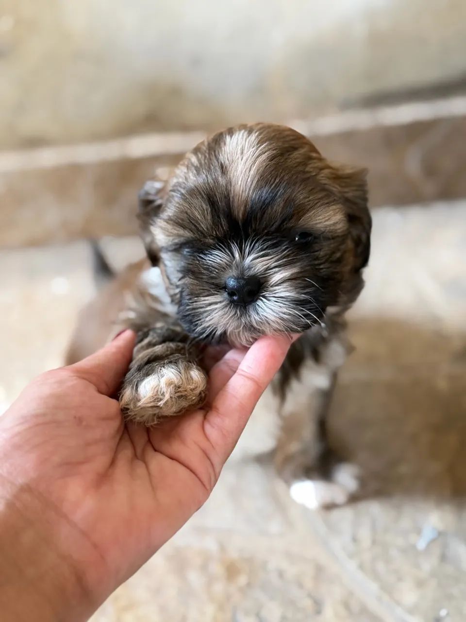 Shihtzu  - Foto 5