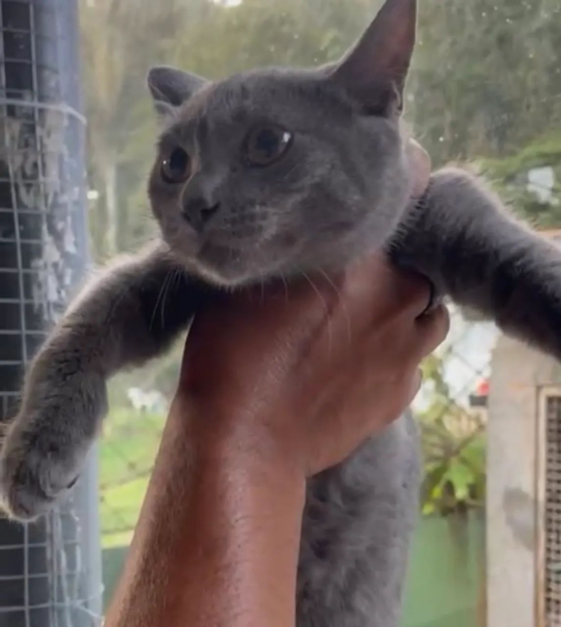 British Shorthair fêmea 4 meses lindíssima- padrão premium e puro charme! - Foto 3