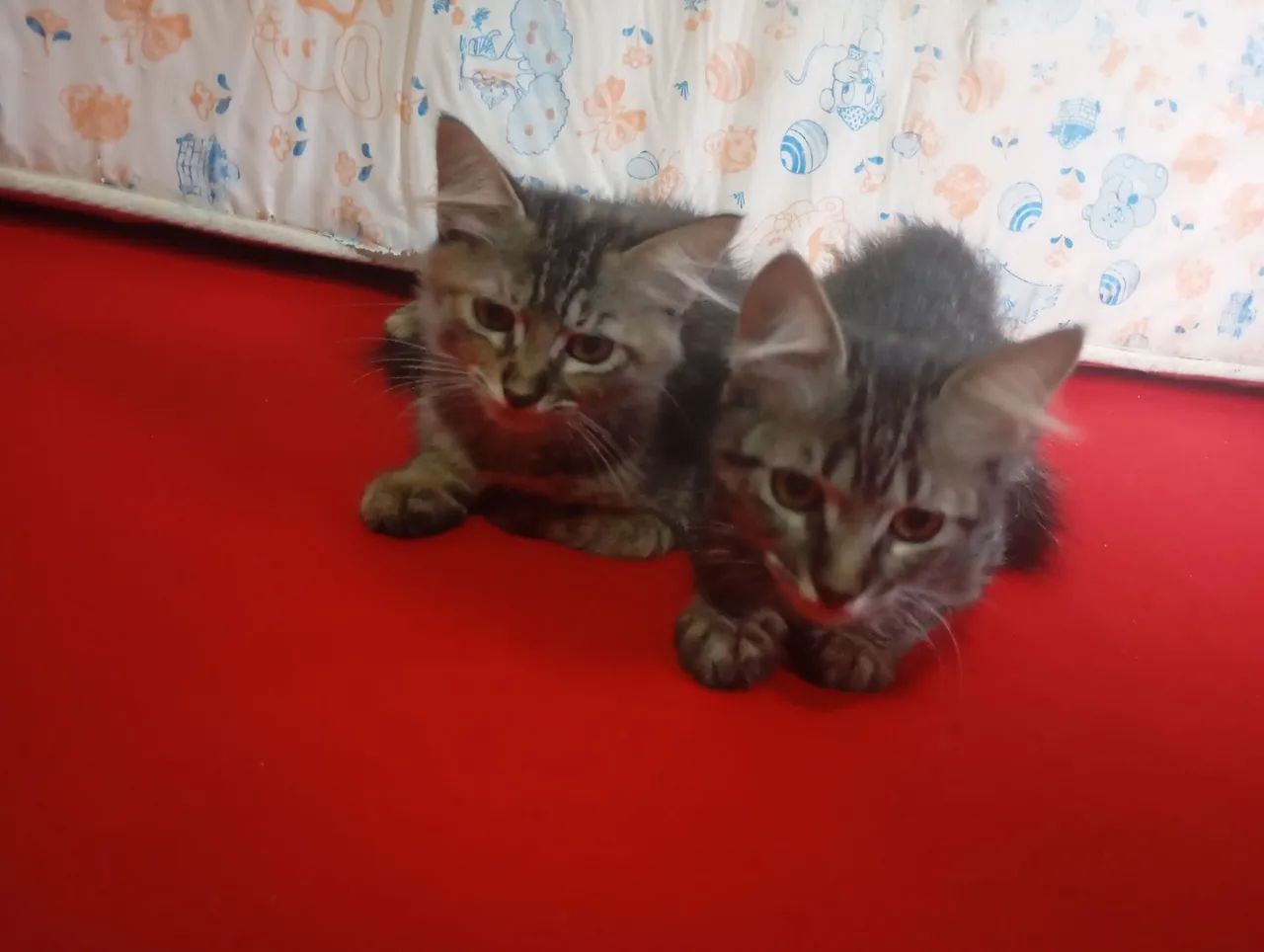 Doação dessas gatinhas mansa 3 meses 