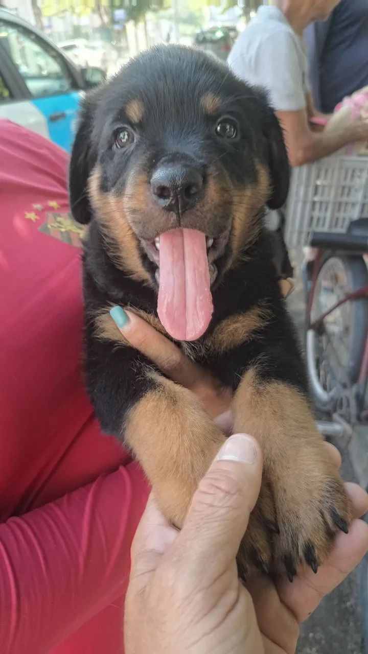 Cachorro 