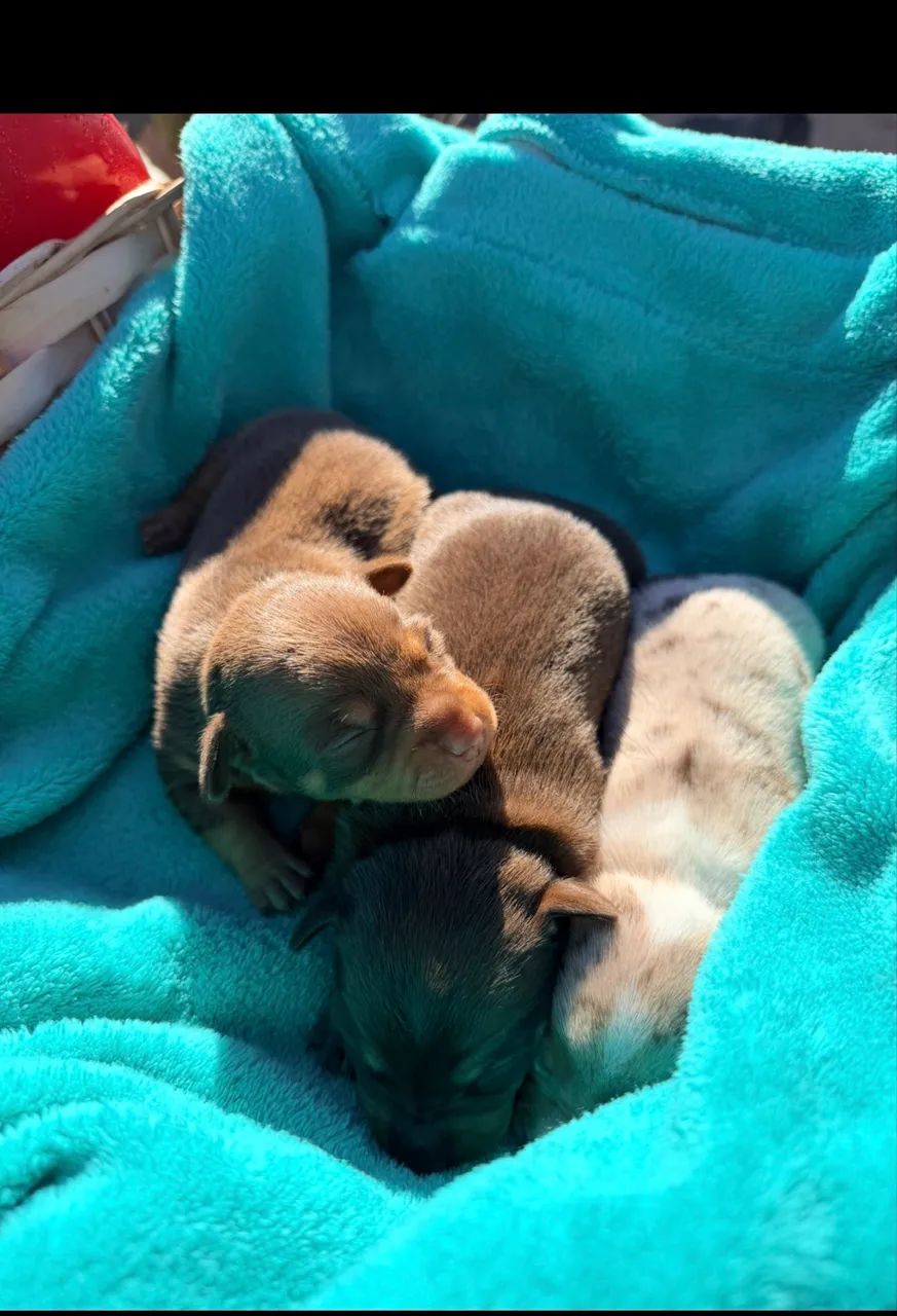 Pinscher  - Foto 4