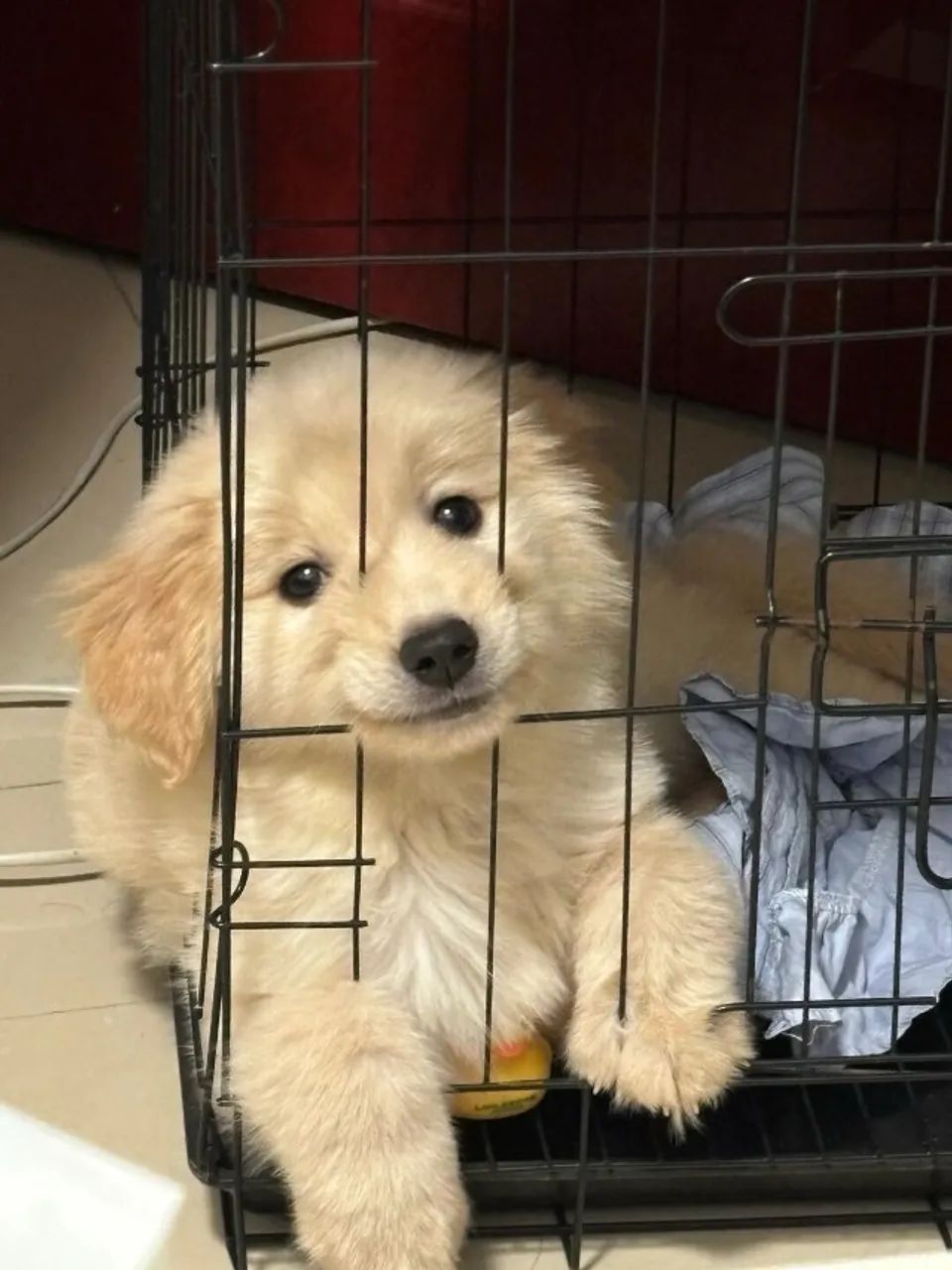 Filhotes de Golden Retriever | Companhia que traz harmonia