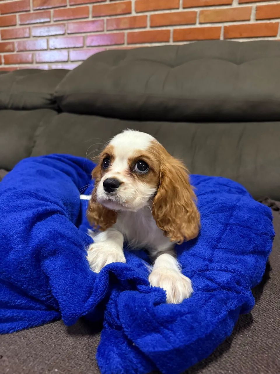 Cavalier king Charles Spaniel  - Foto 4