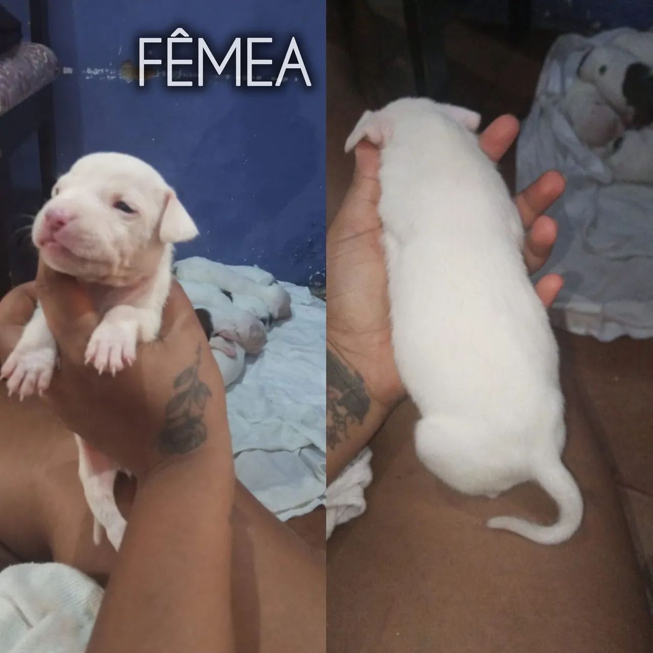 Cachorro  - Foto 5
