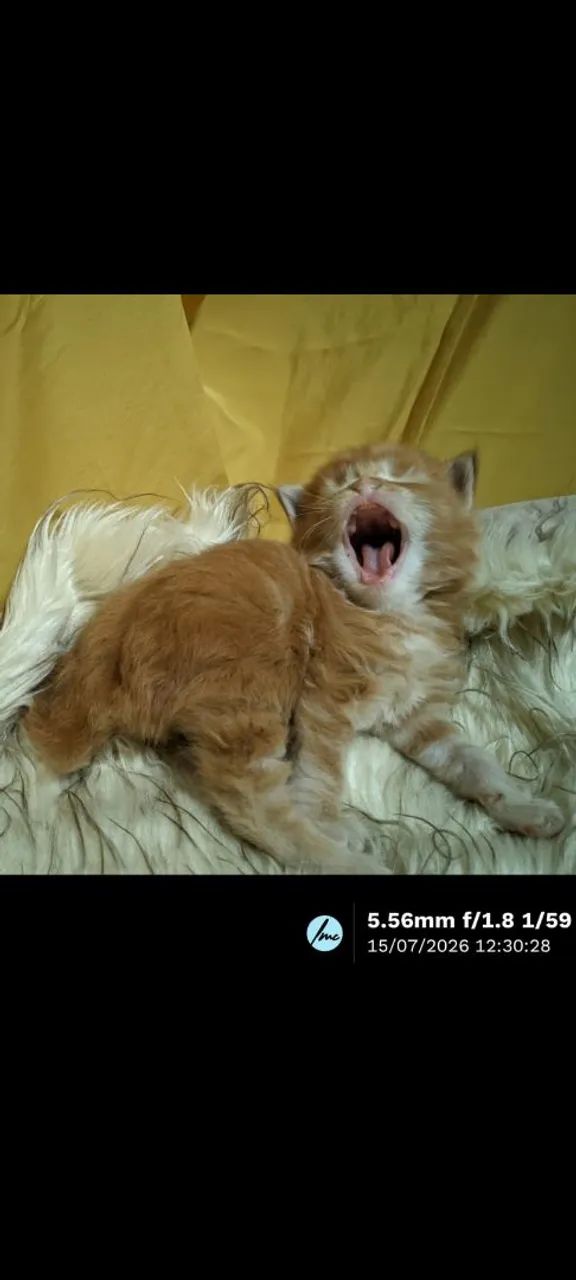 Maine Coon Gato Gigante Filhotes 