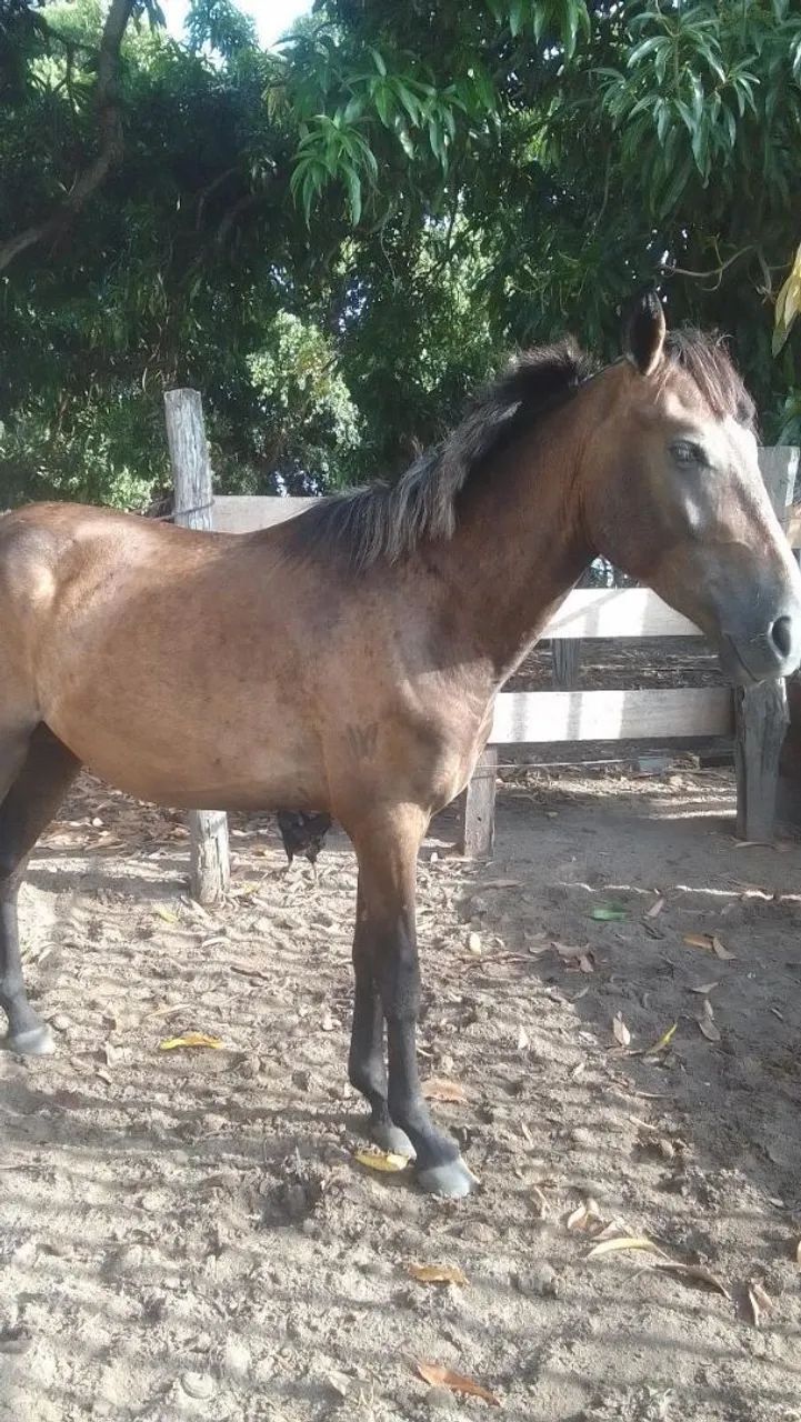Cavalo manso a venda  - Foto 3