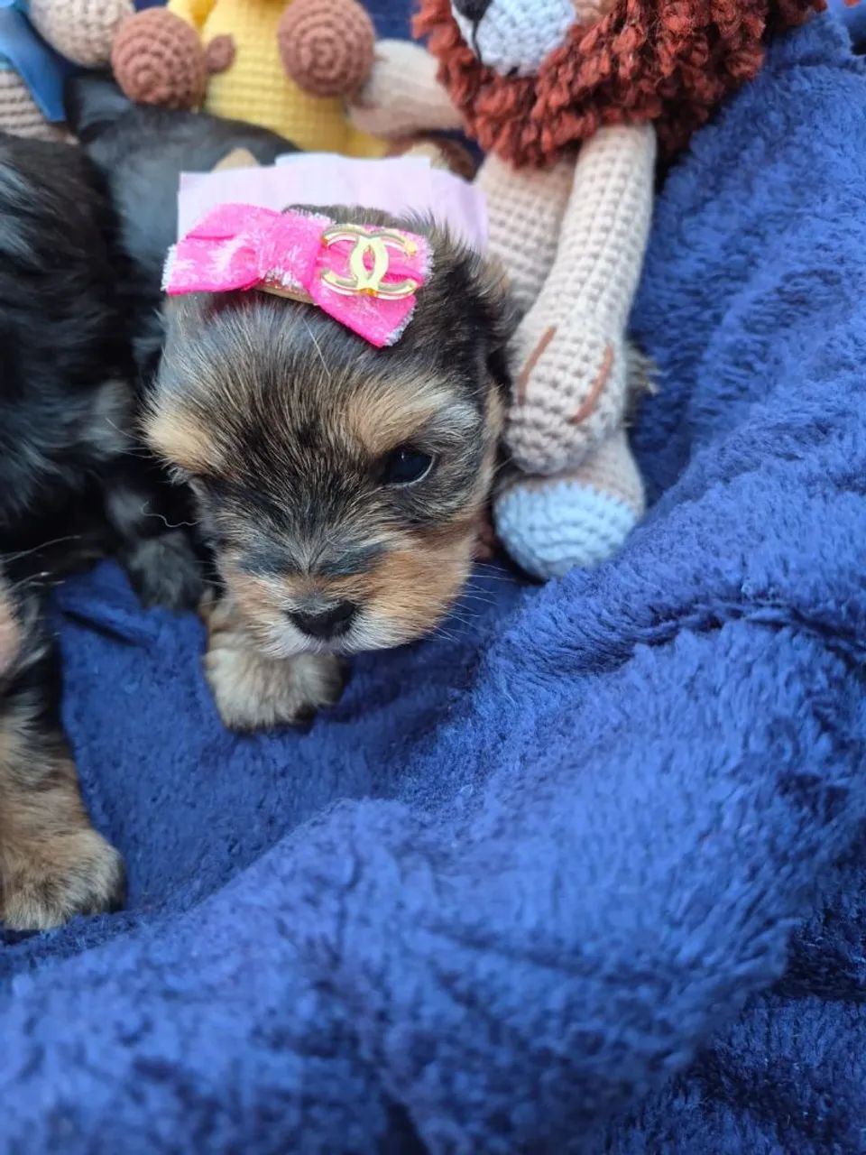 Yorkshire terrier  - Foto 3