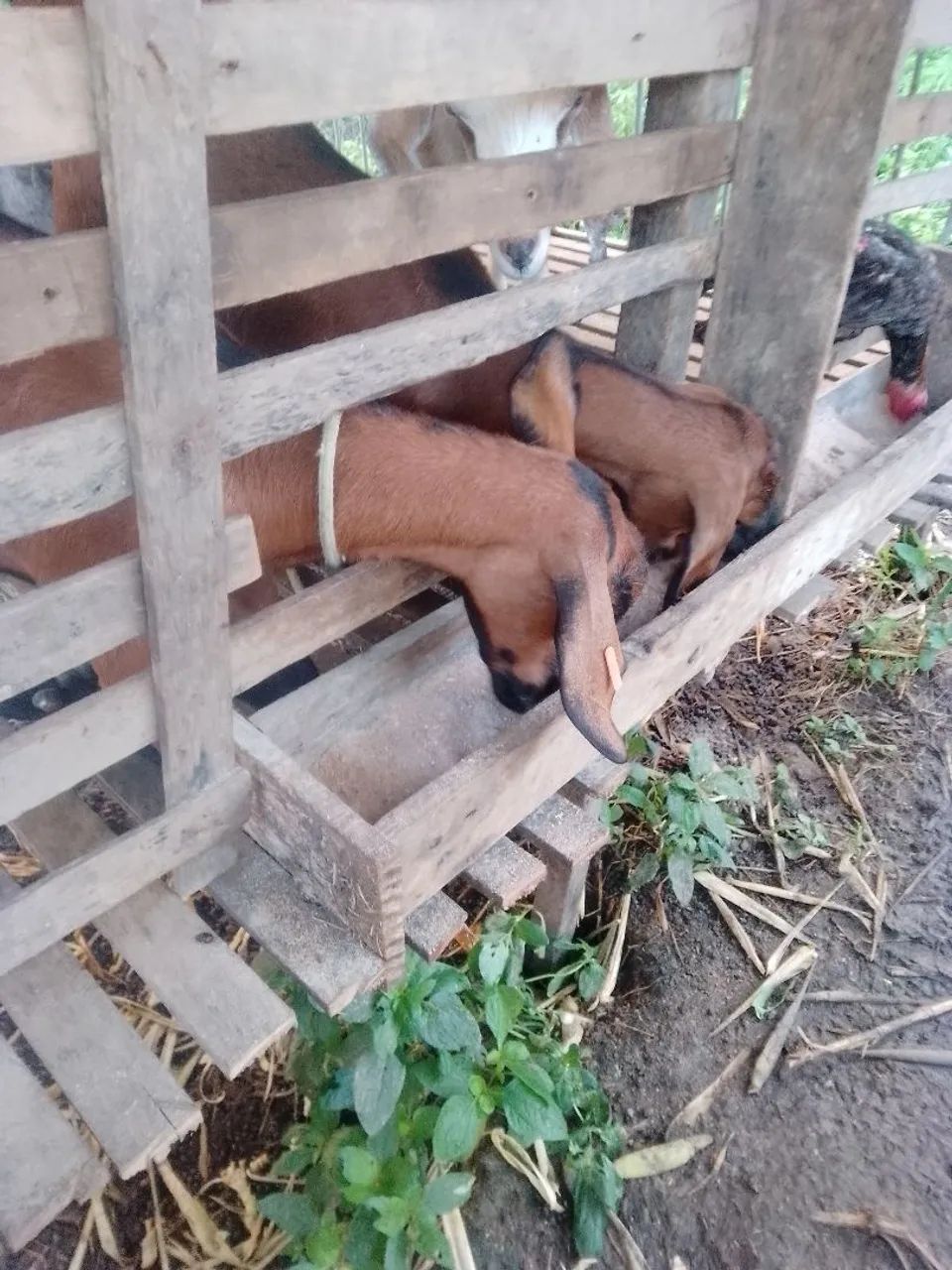 Cabra prenha de primeira cria. - Foto 4