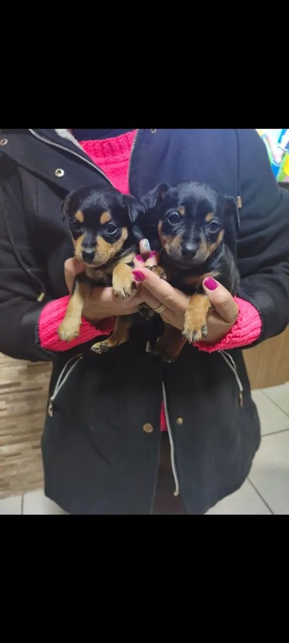 Pinscher  - Foto 2