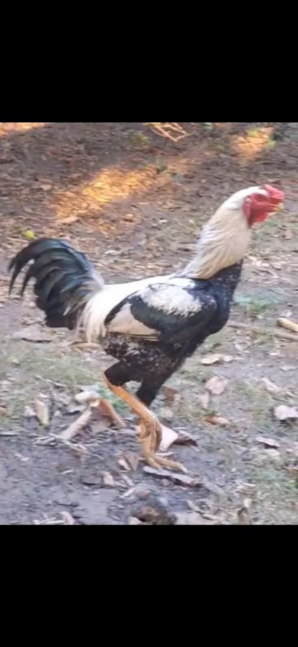 galo  - Foto 3