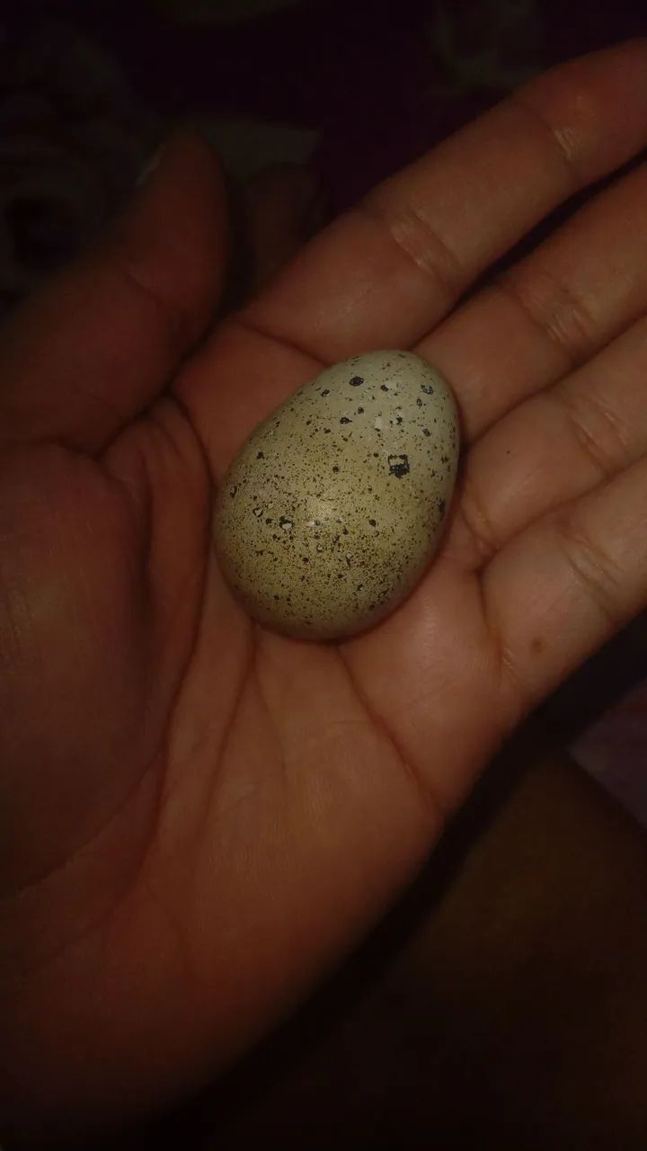 Codorna gigante  - Foto 3