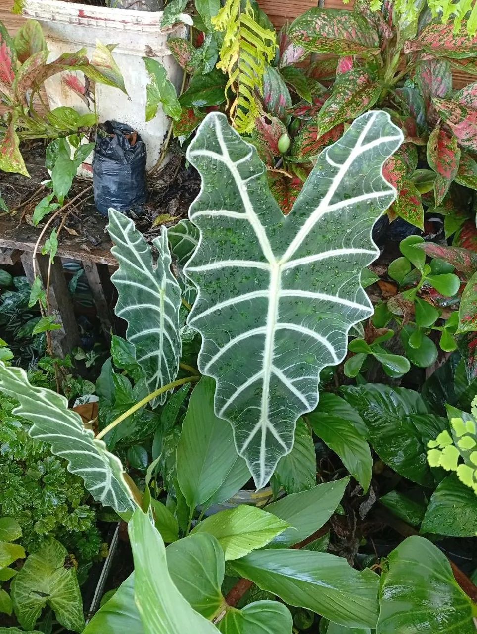 Vende-se plantas  - Foto 5