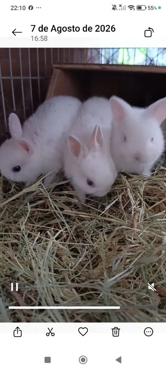 Mini coelhos  - Foto 3